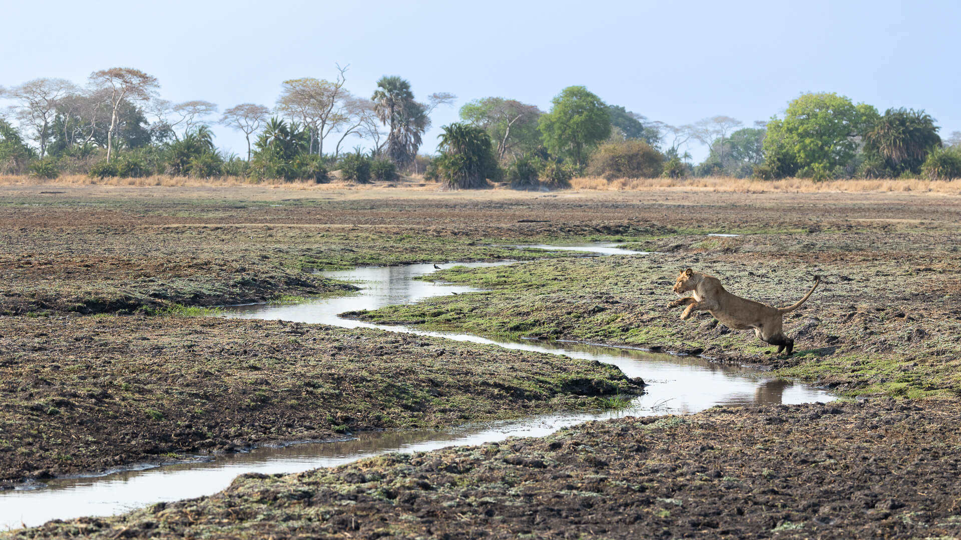 Busanga Plains