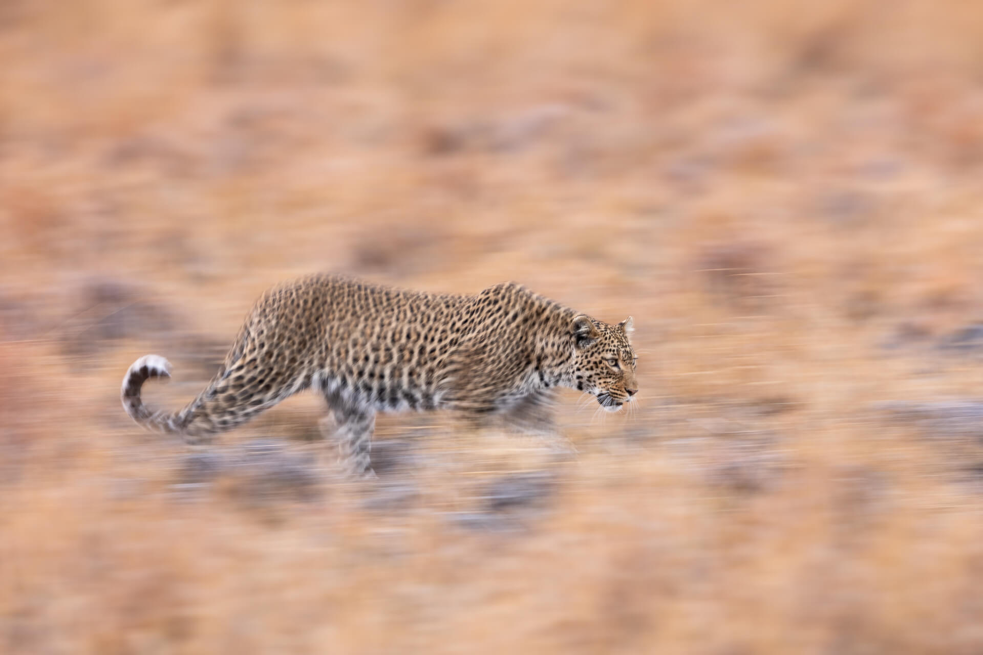 Busanga Plains Leopard