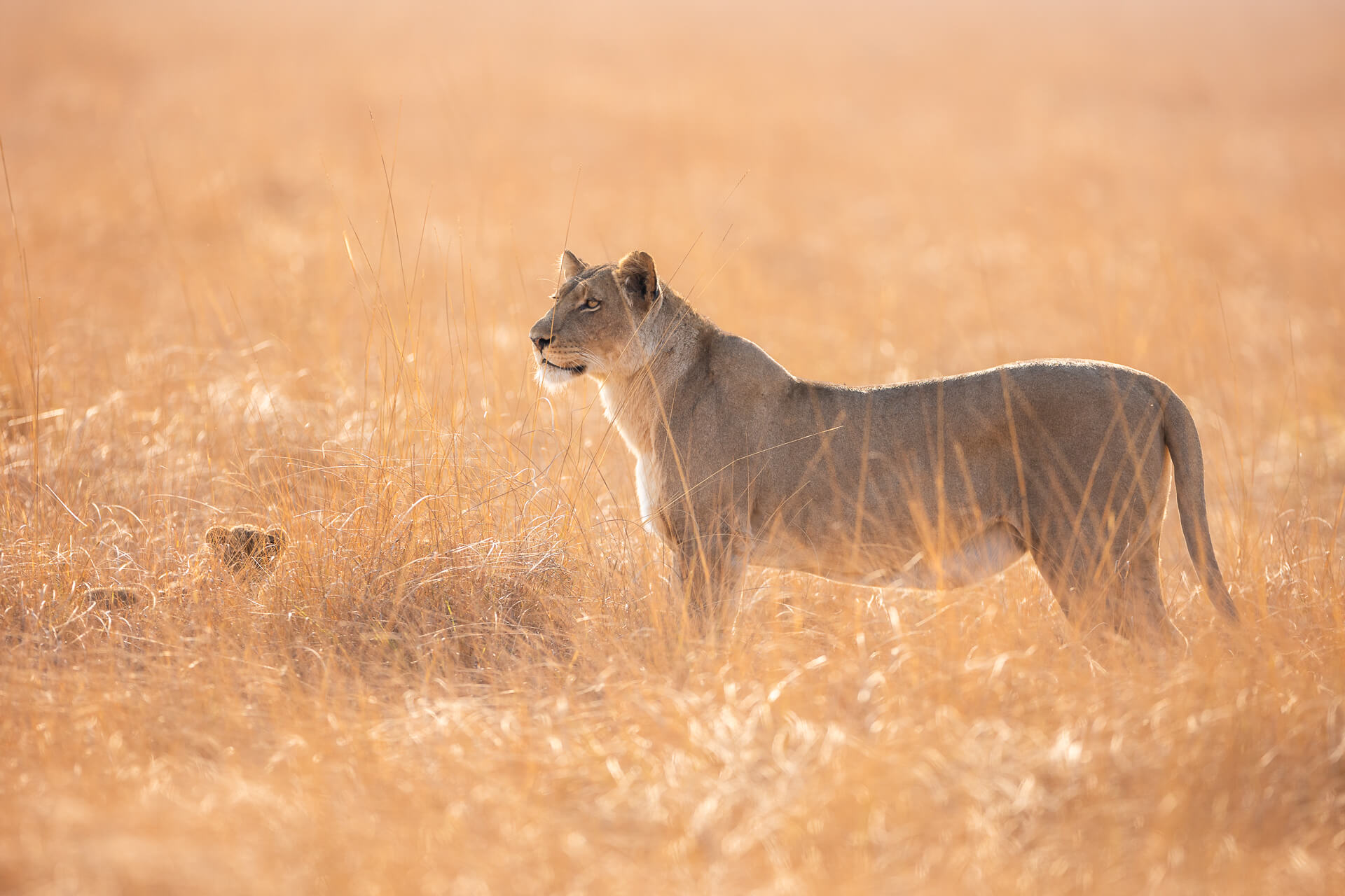 Busanga Plains Lion and Cub