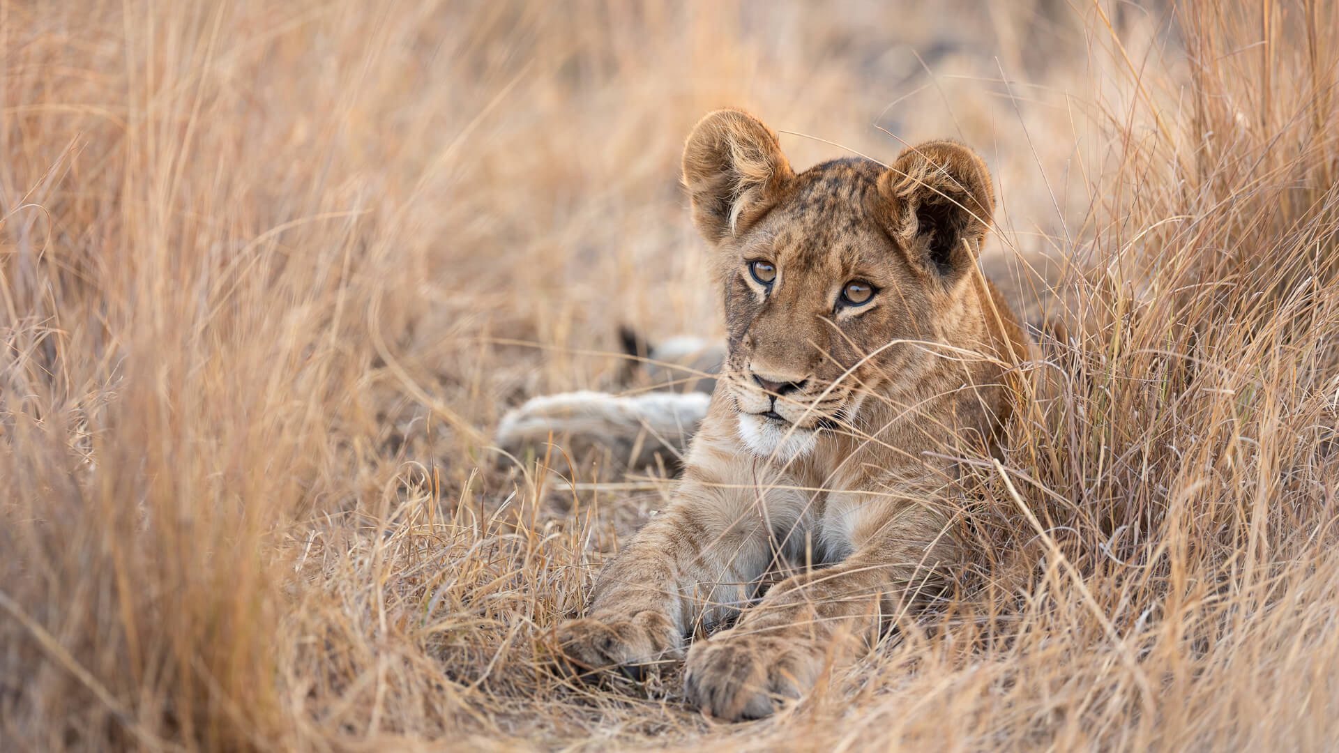 Busanga Plains Lion Cub