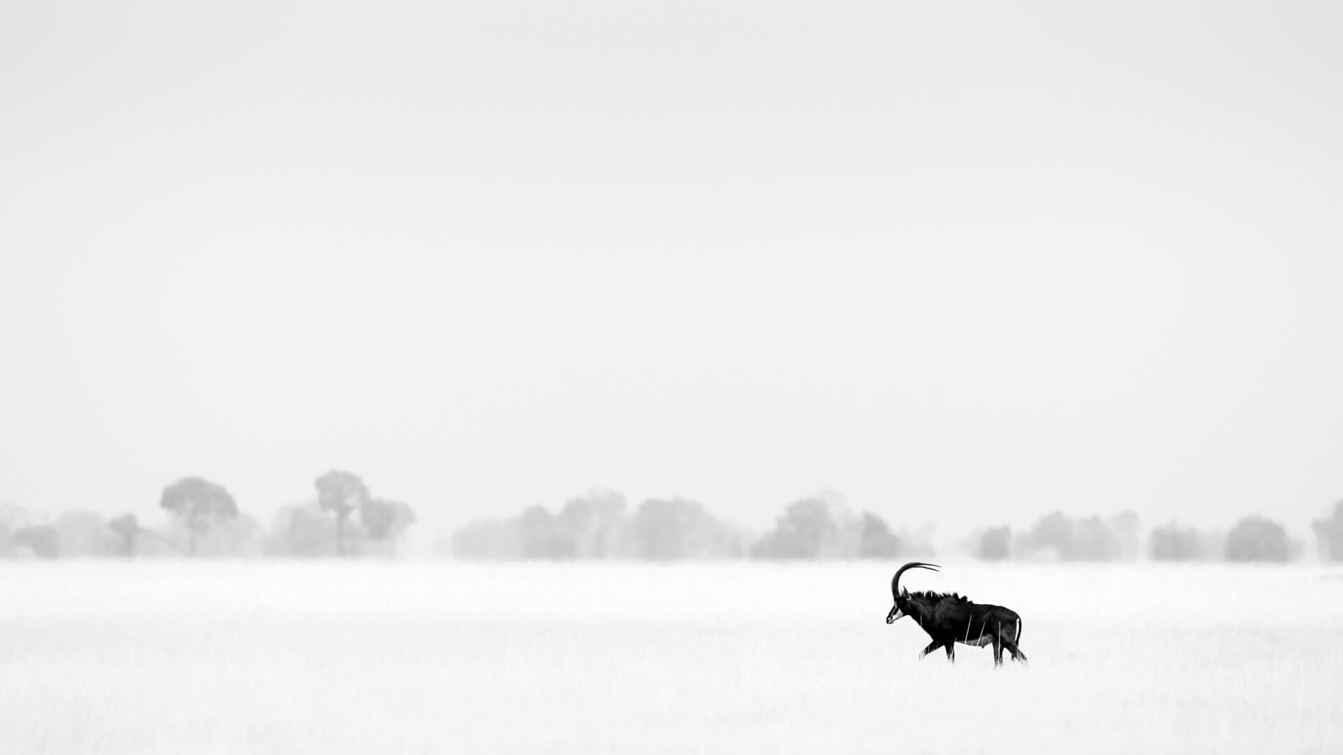 Busanga Plains Sable Antelope