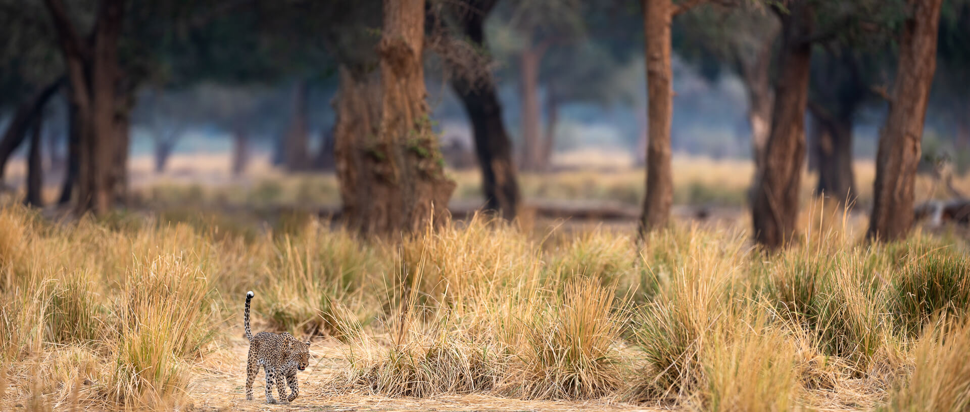 Lower Zambezi Leopard