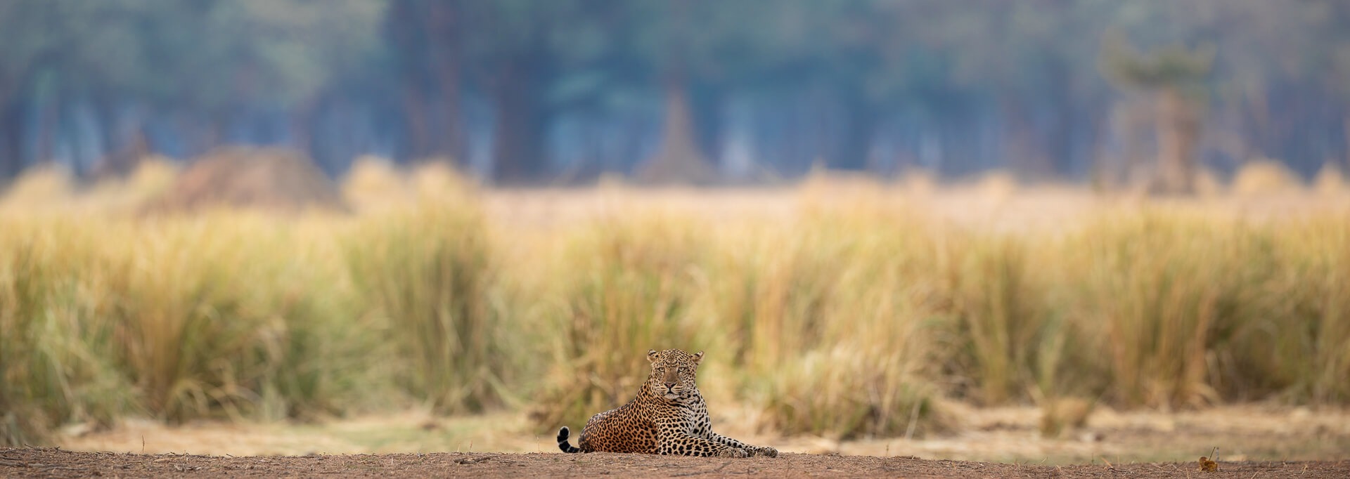 Lower Zambezi Leopard