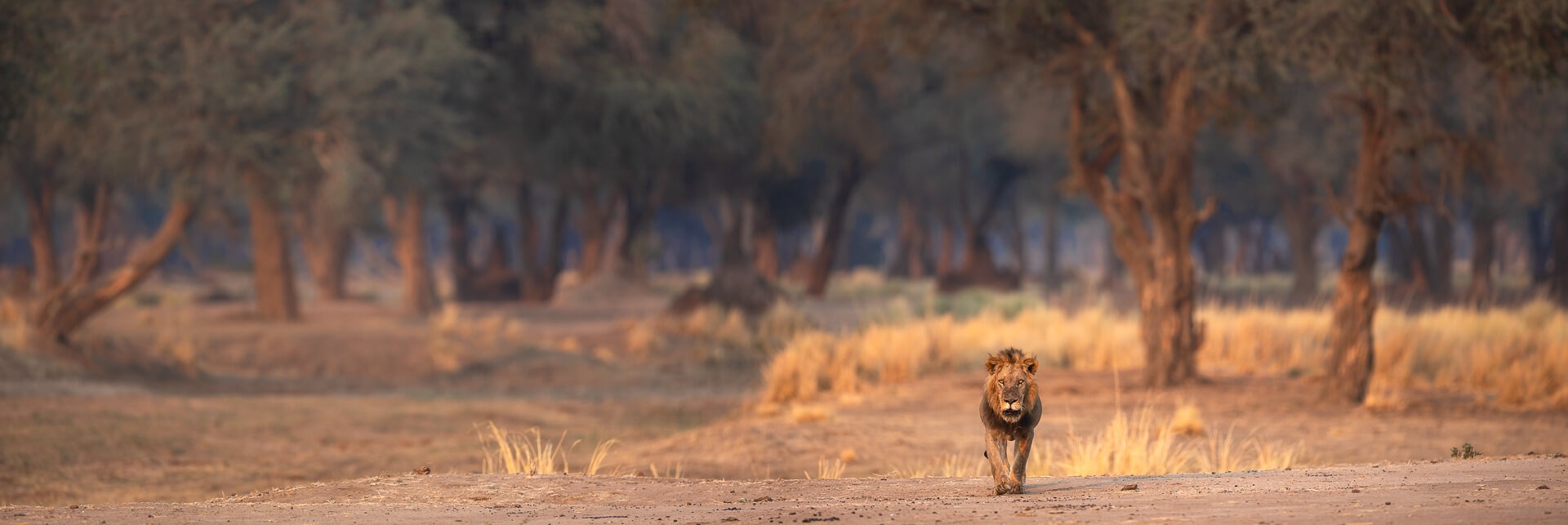 Lower Zambezi Lion and Forest