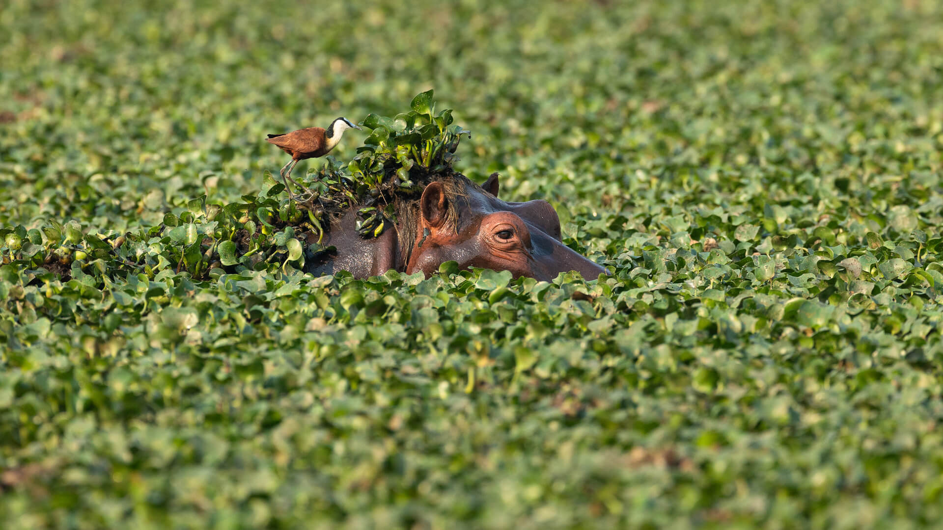 Lower Zambezi Hippo