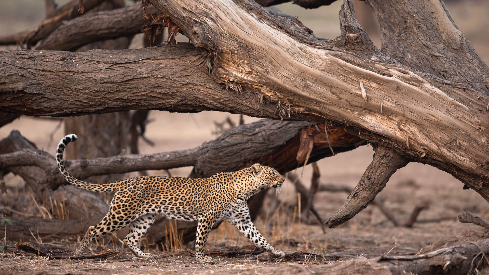 Lower Zambezi Leopard