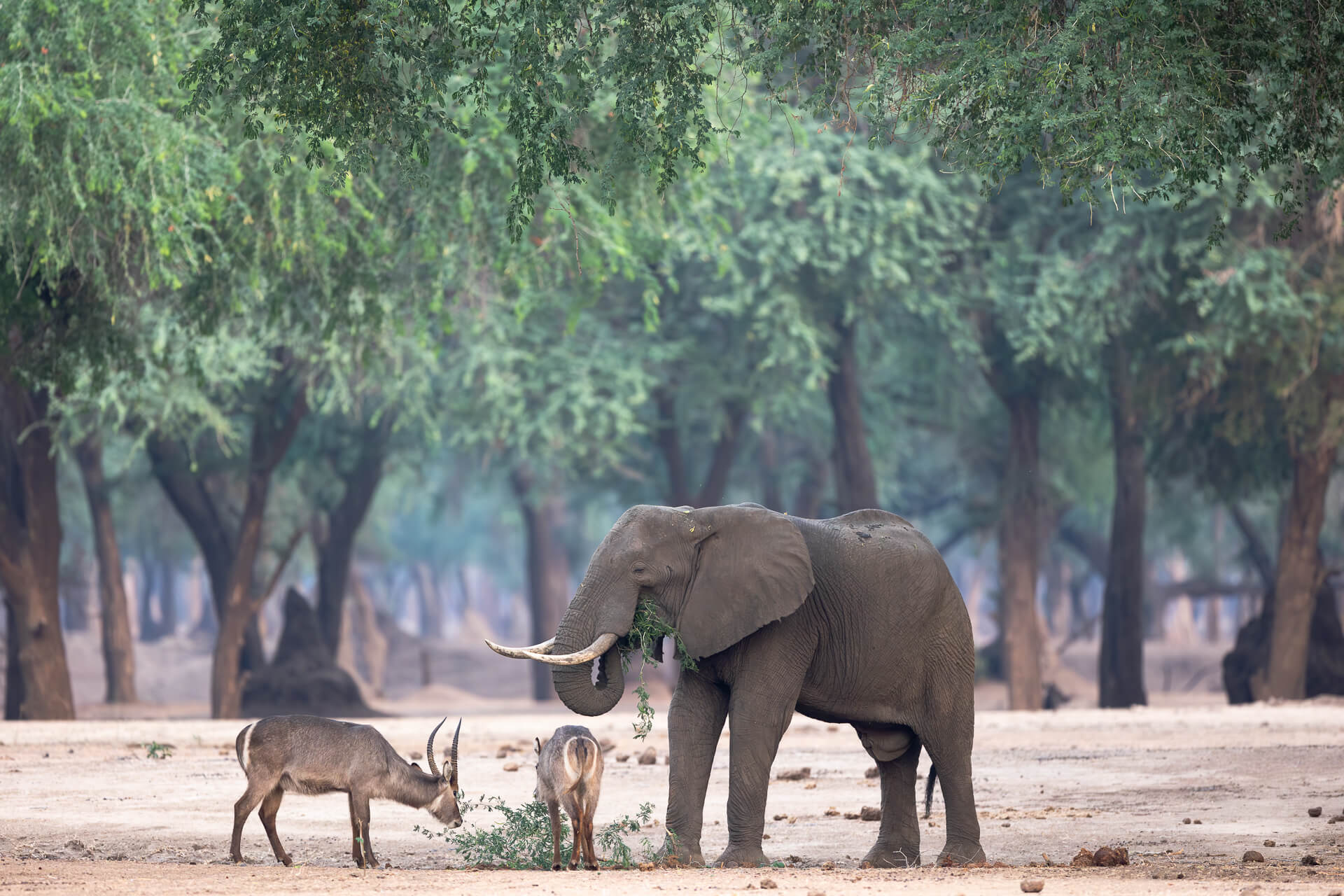 Lower Zambezi Forest Scene