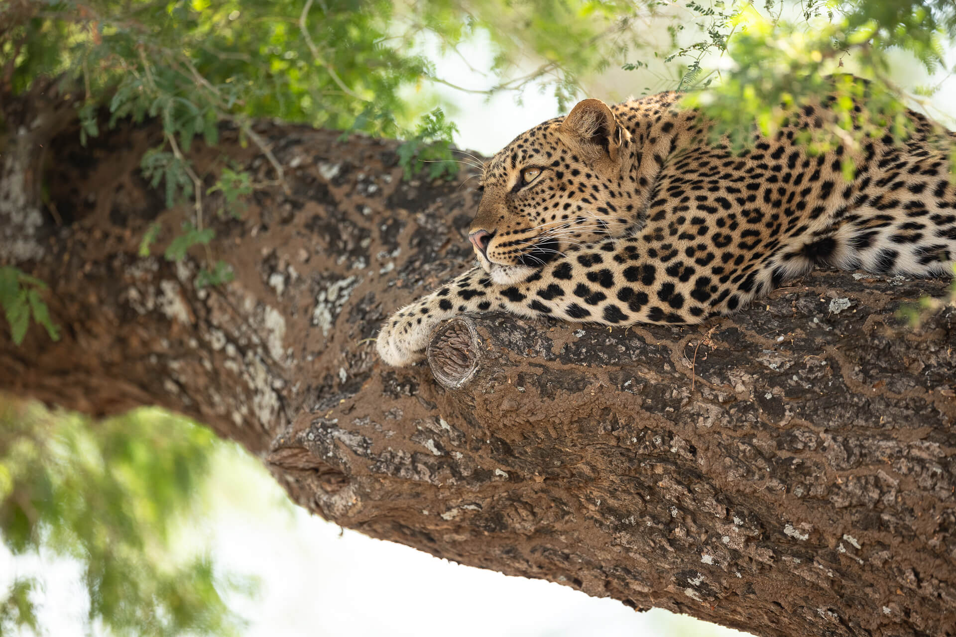 Lower Zambezi Leopard