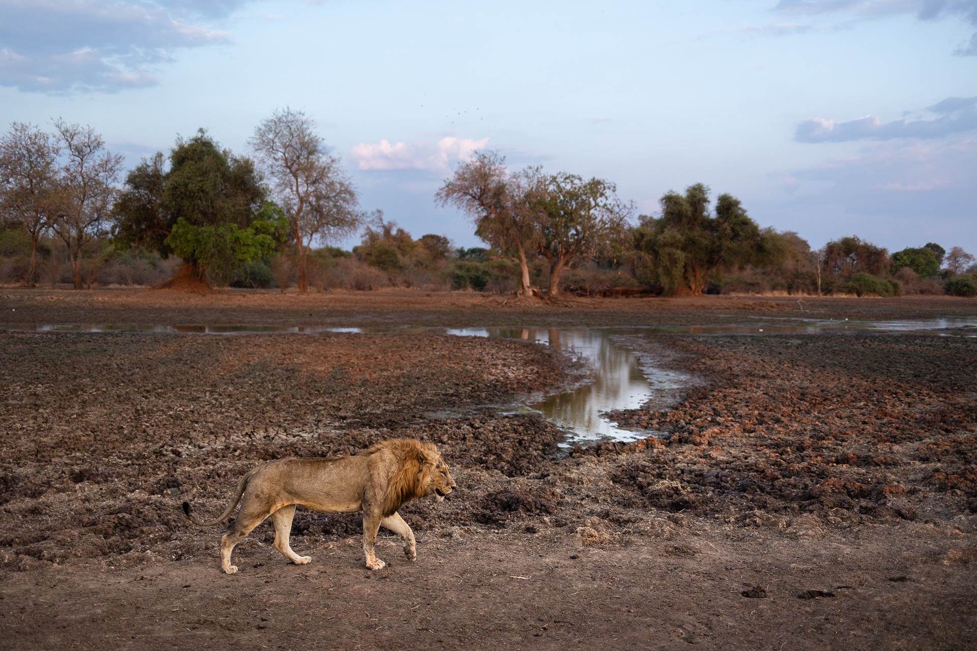 South Luangwa Lion