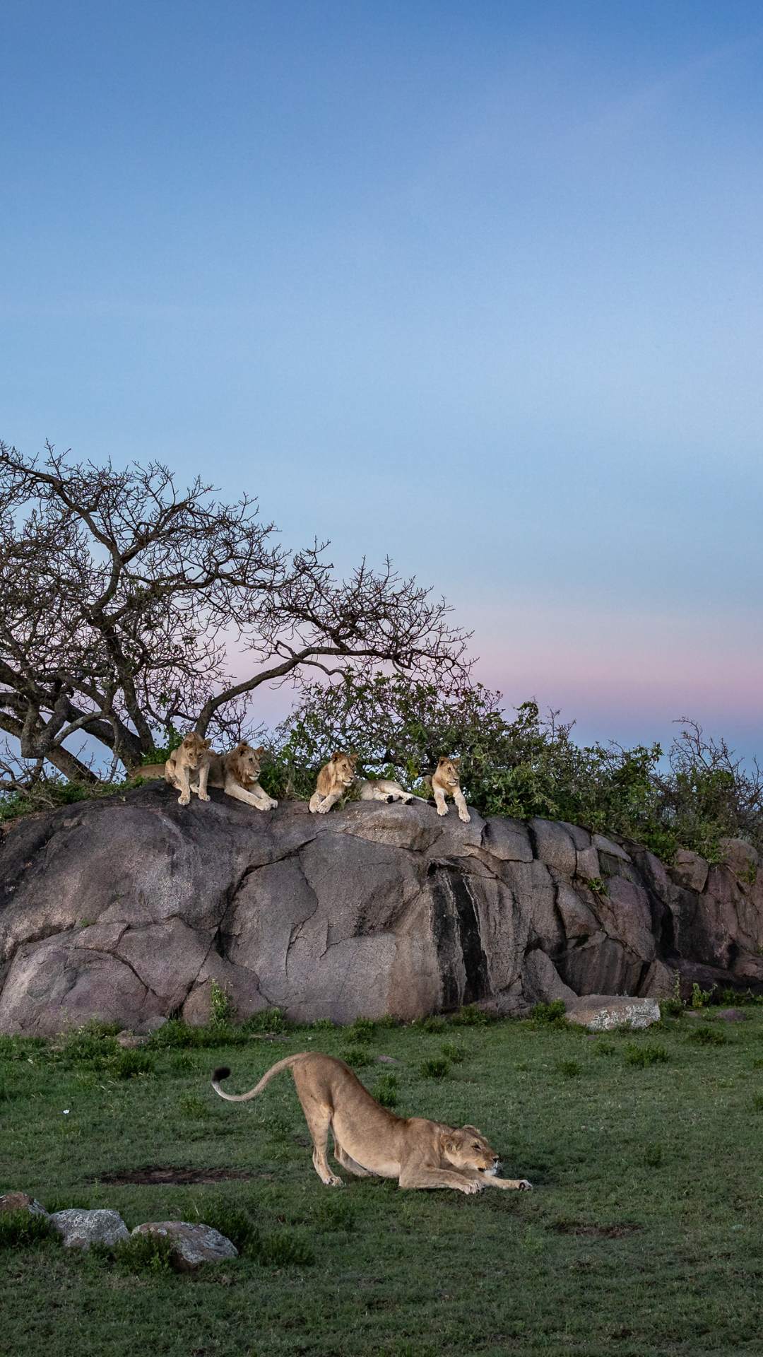 A pride of lions laying on a kopje in the Serengeti taken by a private guide