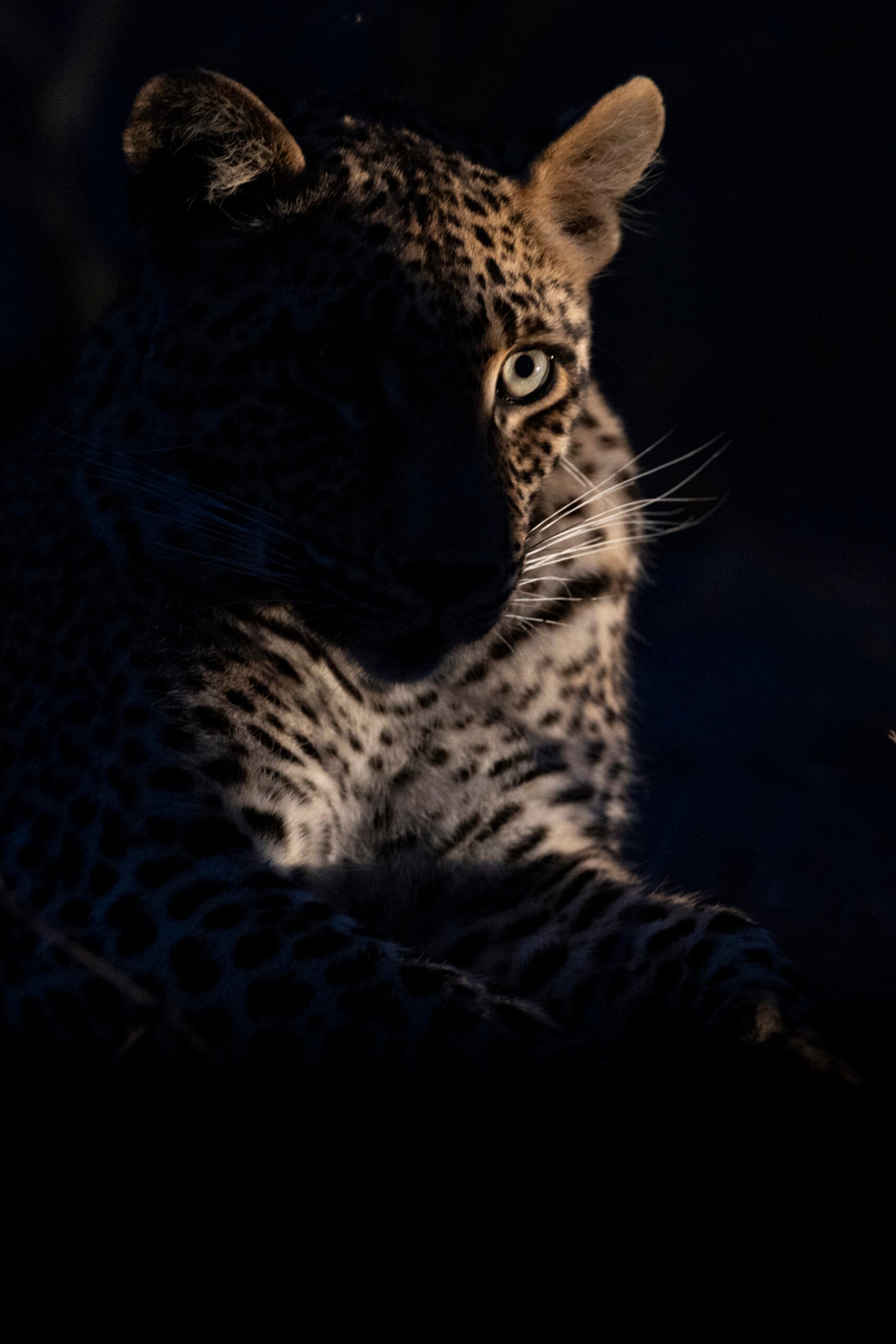 an image of a leopard taken by a private guide while hosting a wild eye photo safari in south africa