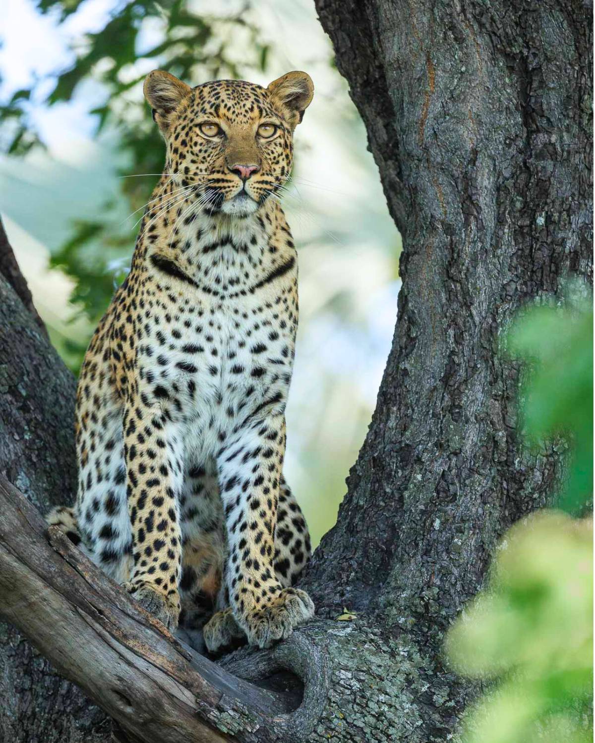 an image of a leopard taken by a private guide while hosting a wild eye photo safari in botswana