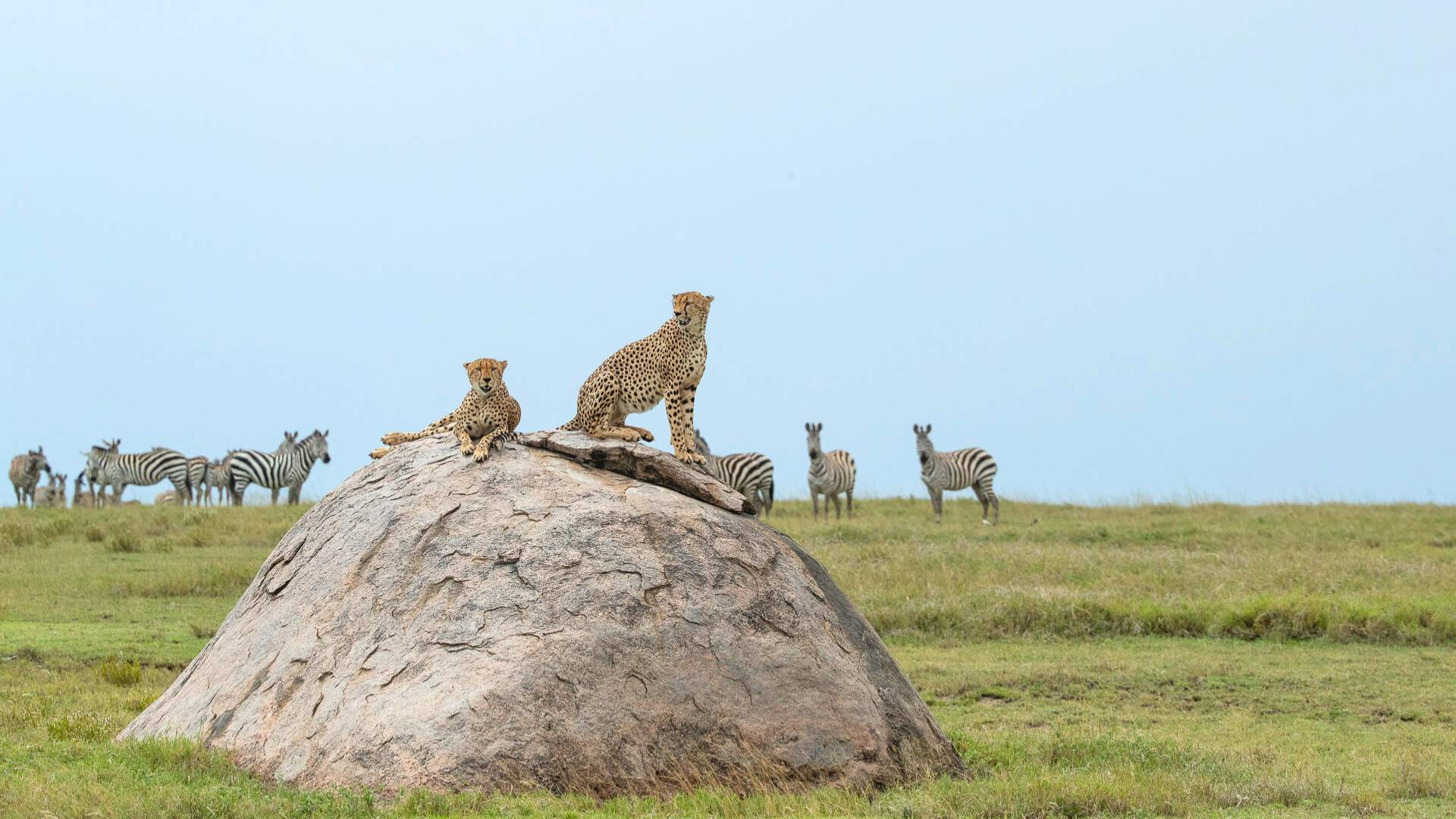 Cheetah sitting on a rock in the serengeti, photo taken on a Wild Eye Safari