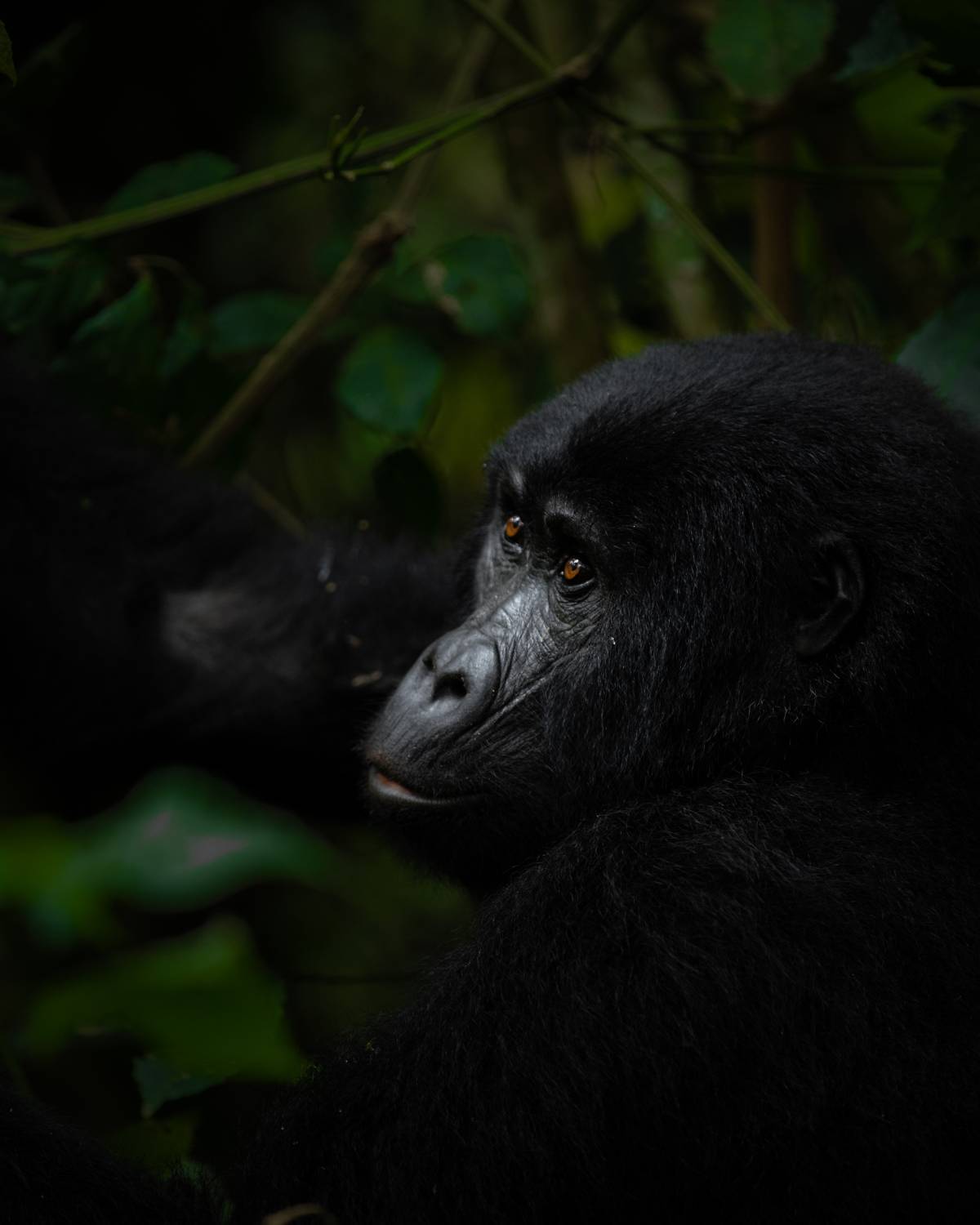 A Gorilla photograph take in uganda on a wild eye photo safari