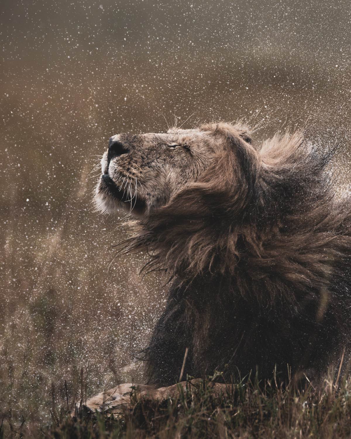 A male lion shaking off the rain from his mane in the Masai Mara from a Wild Eye Safari