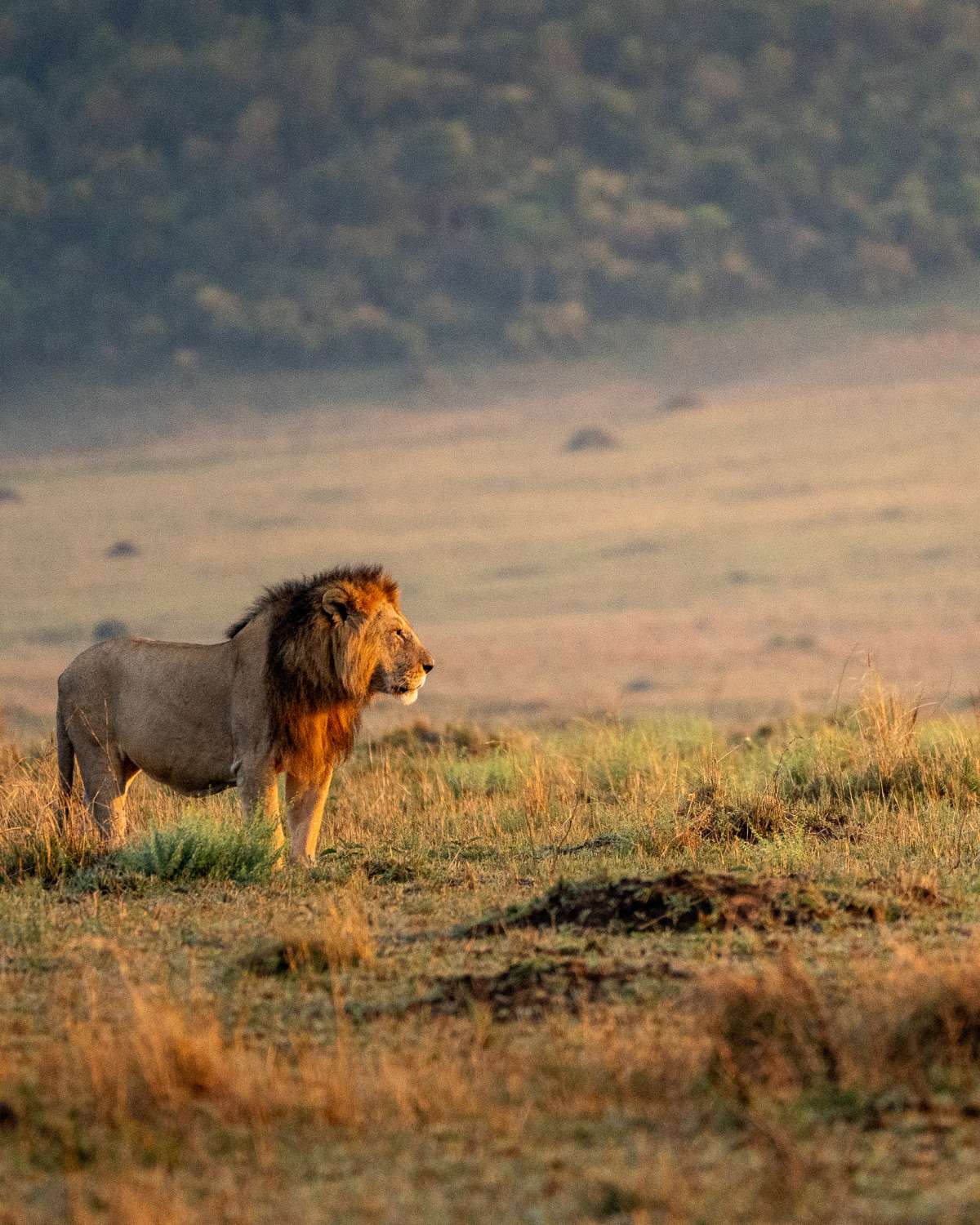 4X5 CROPS MASAI MARA LION ENKISHUI