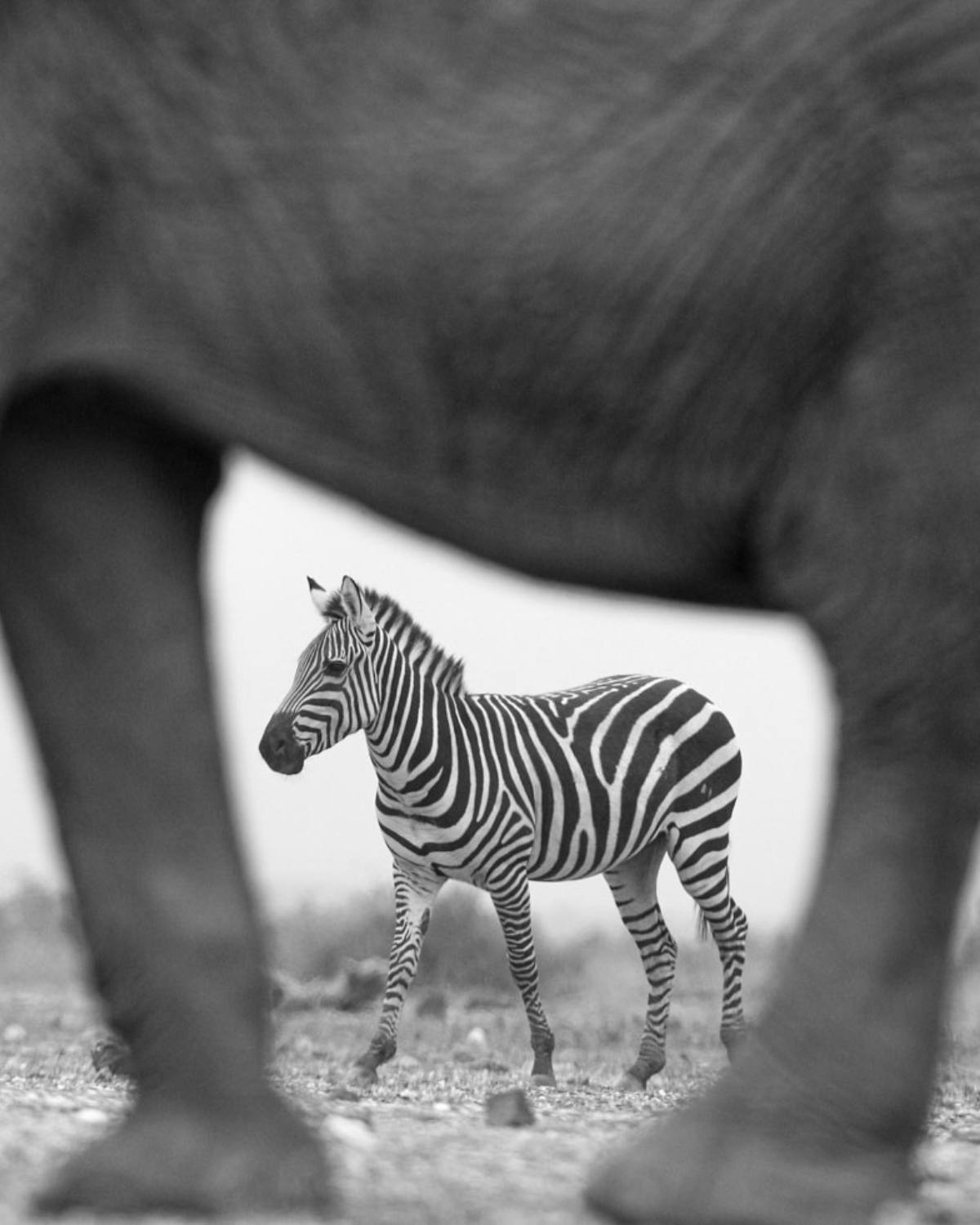 A zebra photograph taken through an elephants legs from a Wild Eye Safari