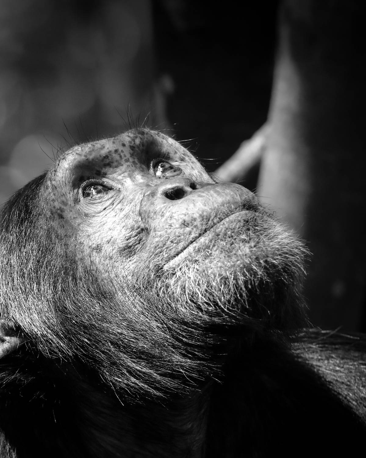 A chipanzee photograph taken on a Wild Eye Safari in Uganda