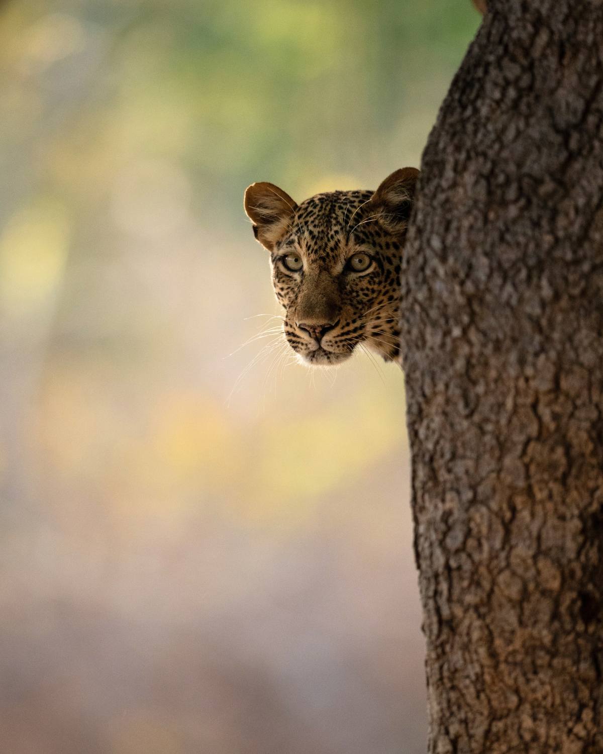 A leopard looking around a tree trunk in Zambia's South Luangwa National Park