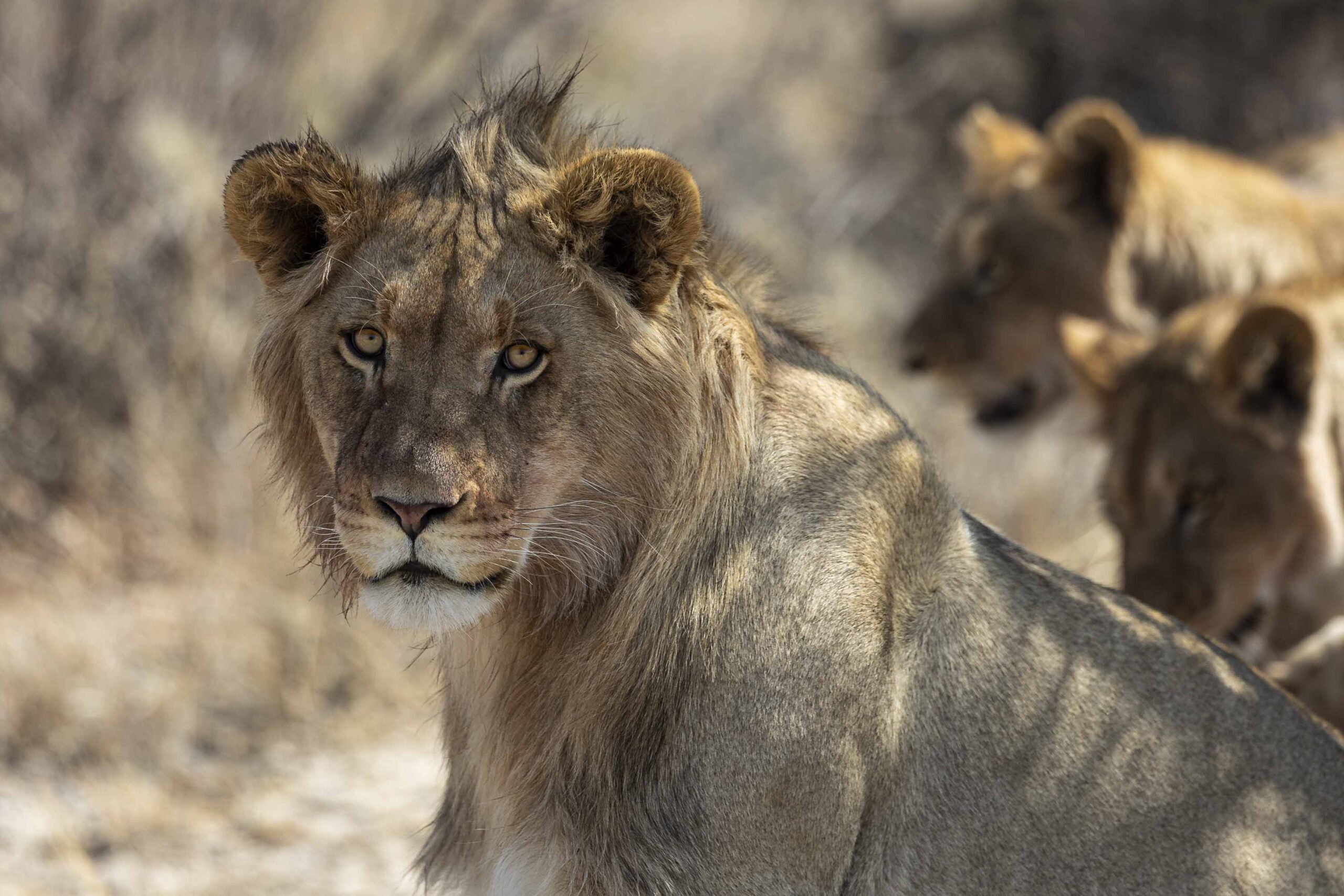 an image of a lion taken by a private guide while hosting a wild eye photo safari in khamab kalahari