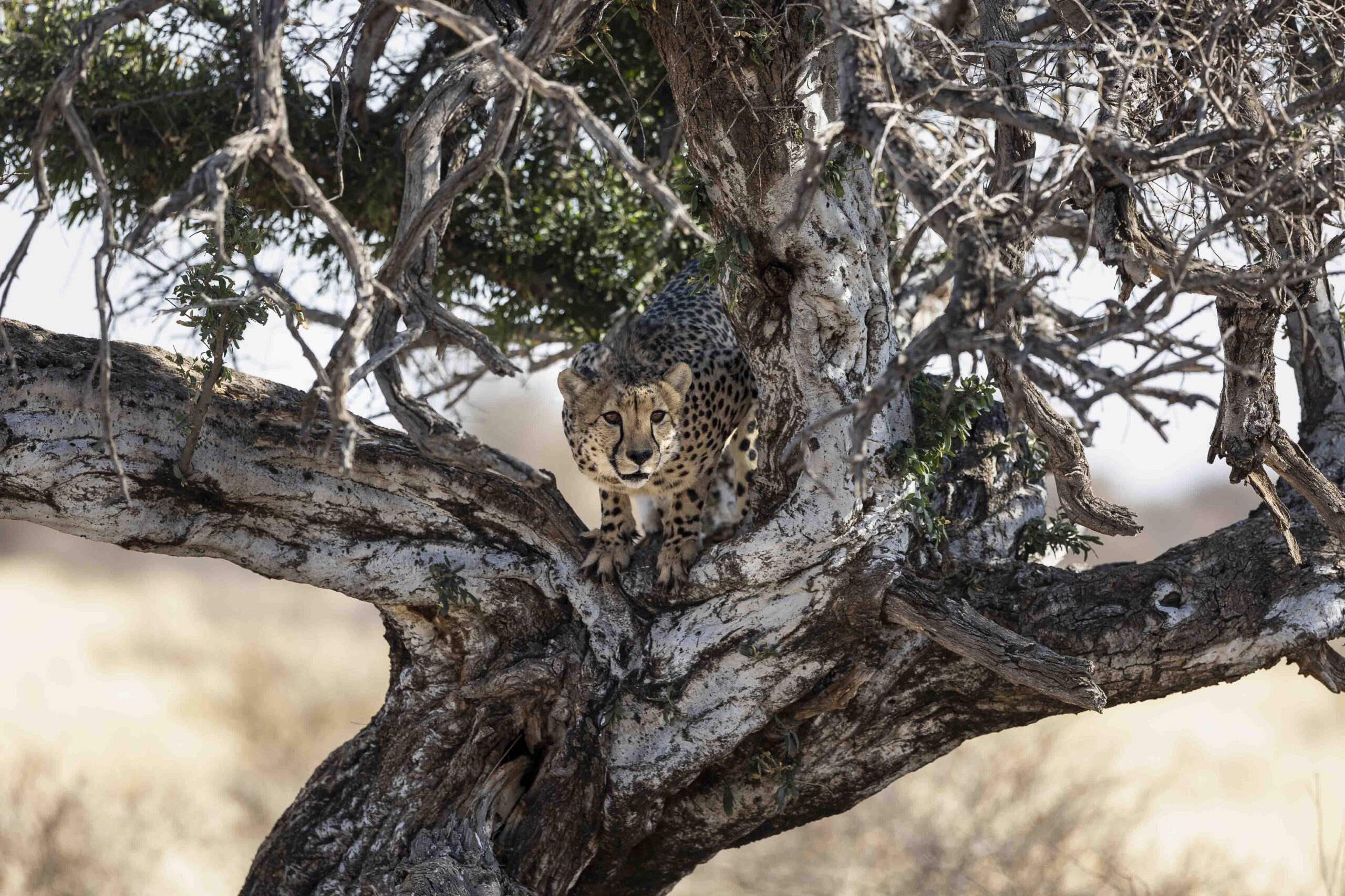 an image of a cheetah taken by a private guide while hosting a wild eye photo safari in khamab kalahari