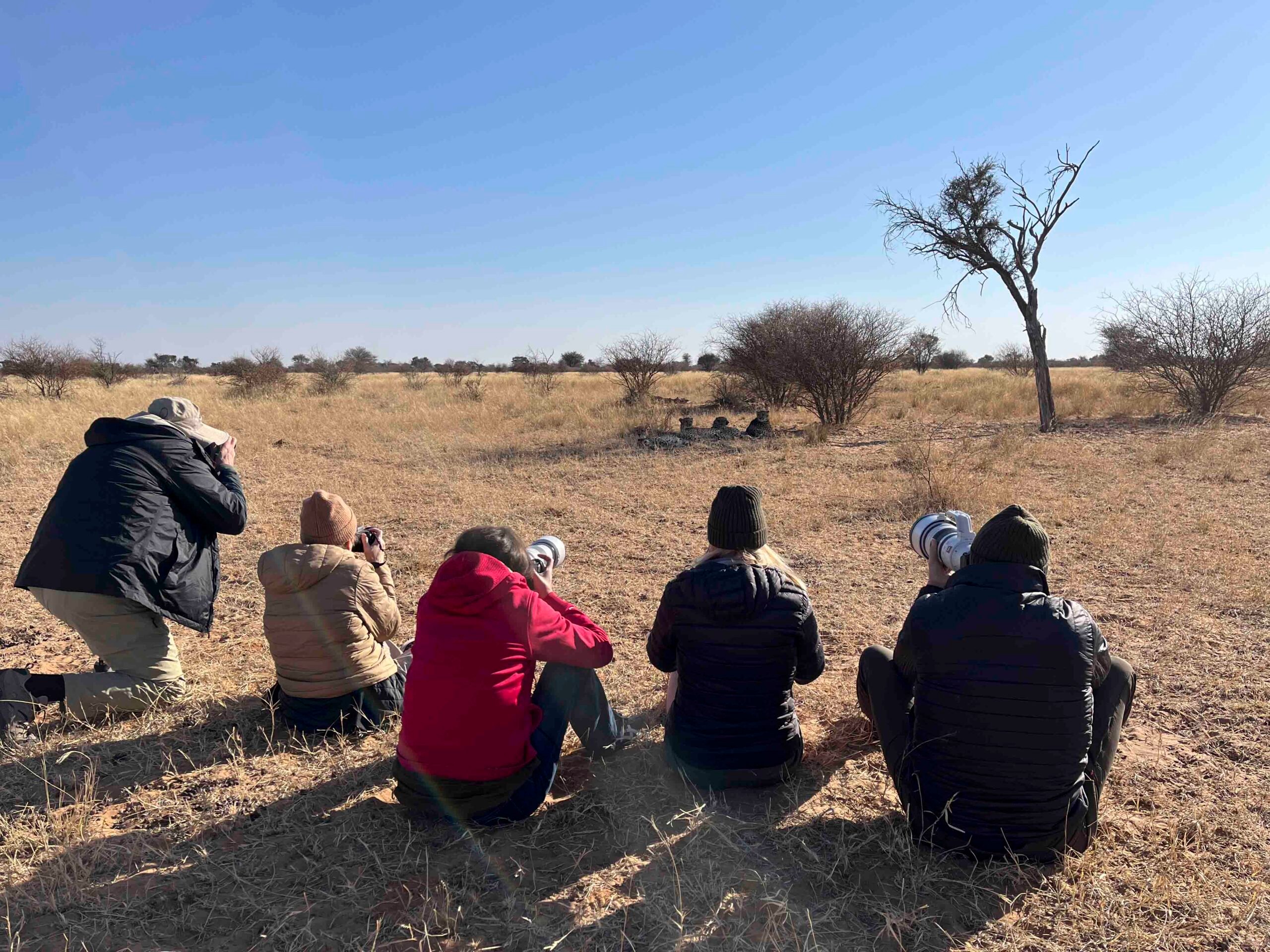 an image of wild eye guests taking a photo of cheetah on a wild eye photo safari hosted by a private guide