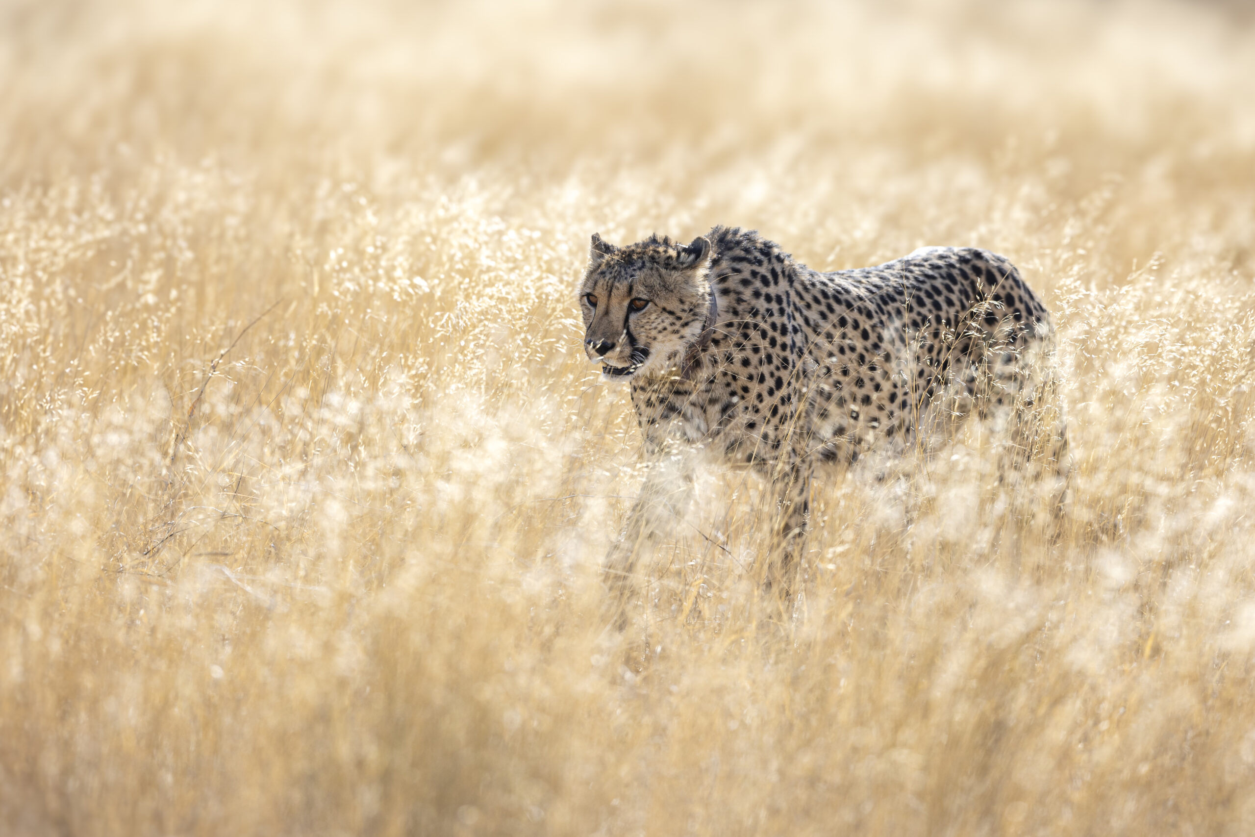 an image of a cheetah taken by a private guide while hosting a wild eye photo safari in Khamab Kalahari