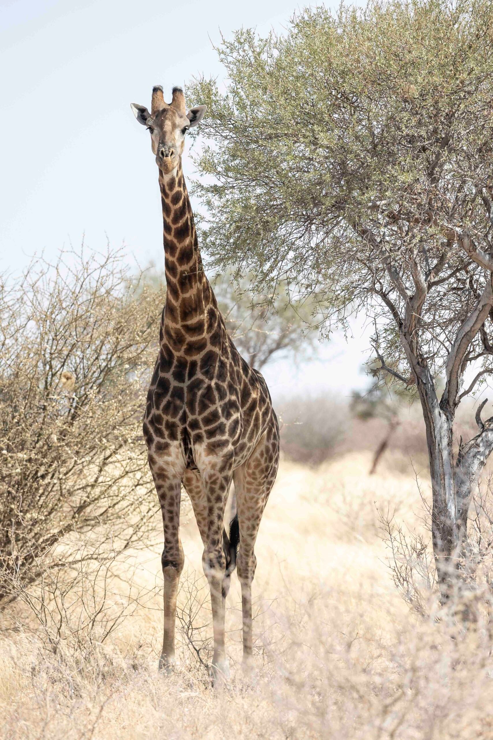 an image of a giraffe taken by a private guide while hosting a wild eye photo safari in khamab kalahari