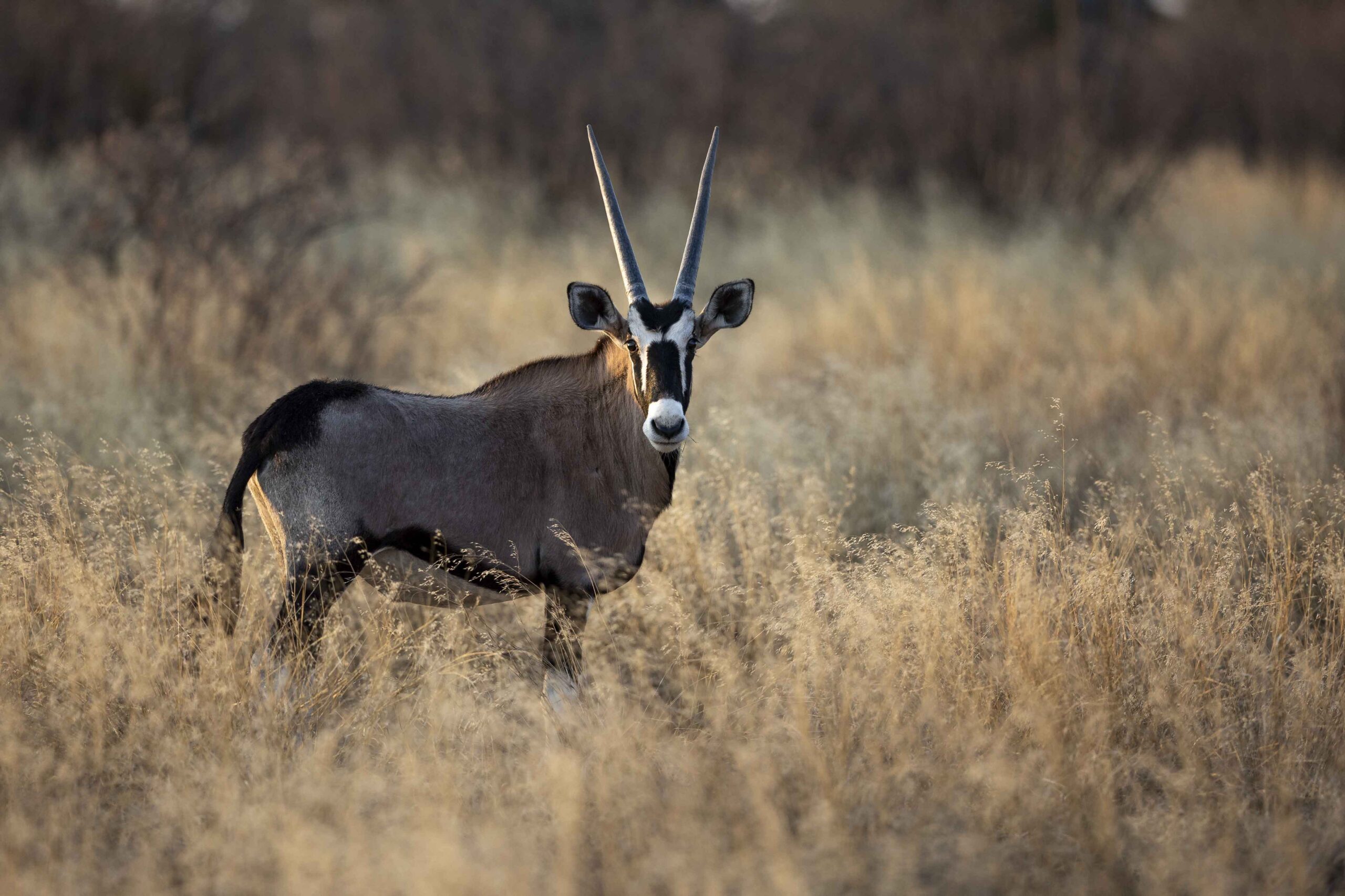 an image of an oryx taken by a private guide while hosting a wild eye photo safari in khamab kalahari
