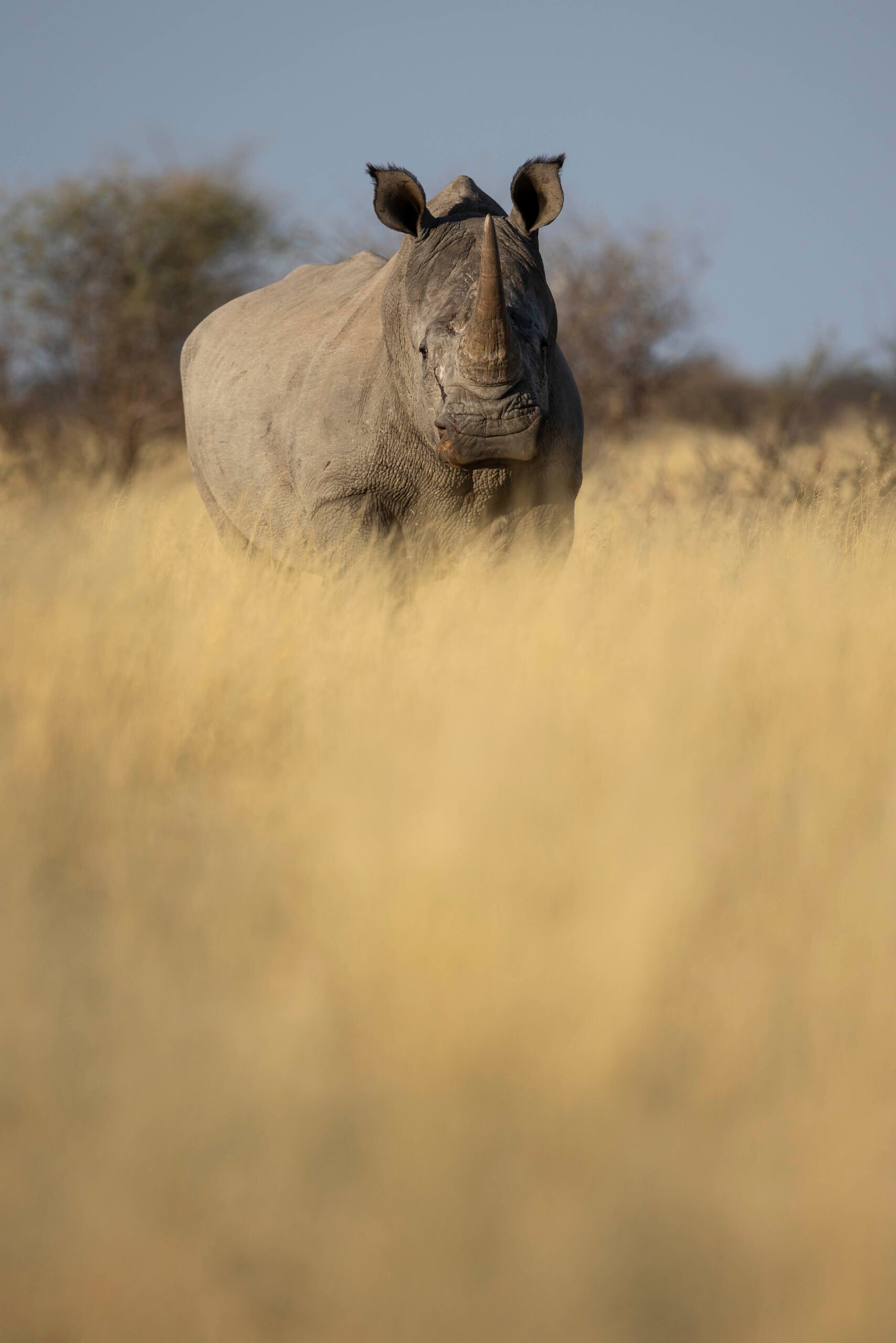 an image of a black rhino taken by a private guide while hosting a wild eye photo safari in khamab kalahari