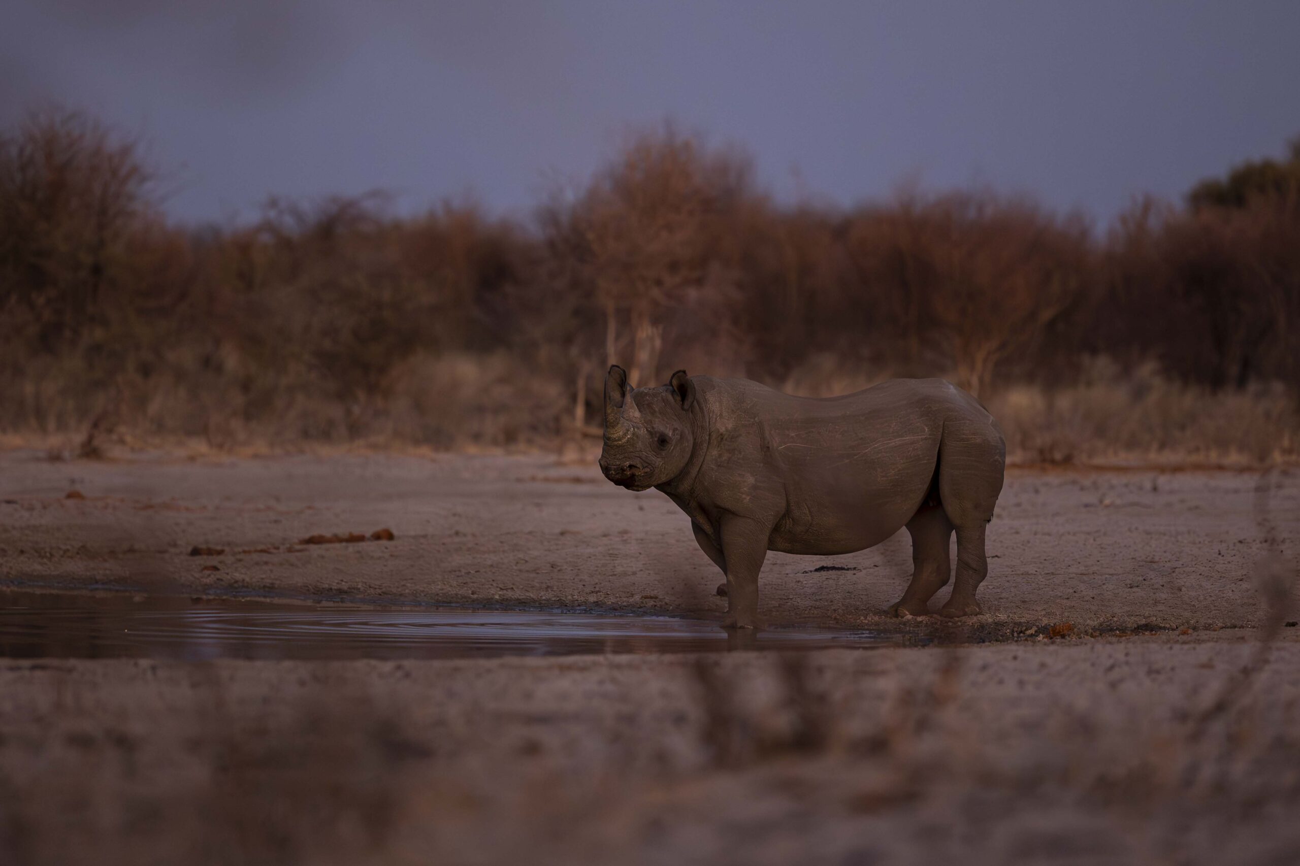 an image of a black rhino taken by a private guide while hosting a wild eye photo safari in khamab kalahari