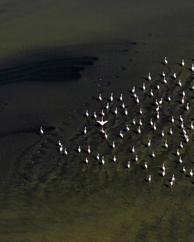 an aerial photo of flamingos in water taken on a photo tour by a private guide
