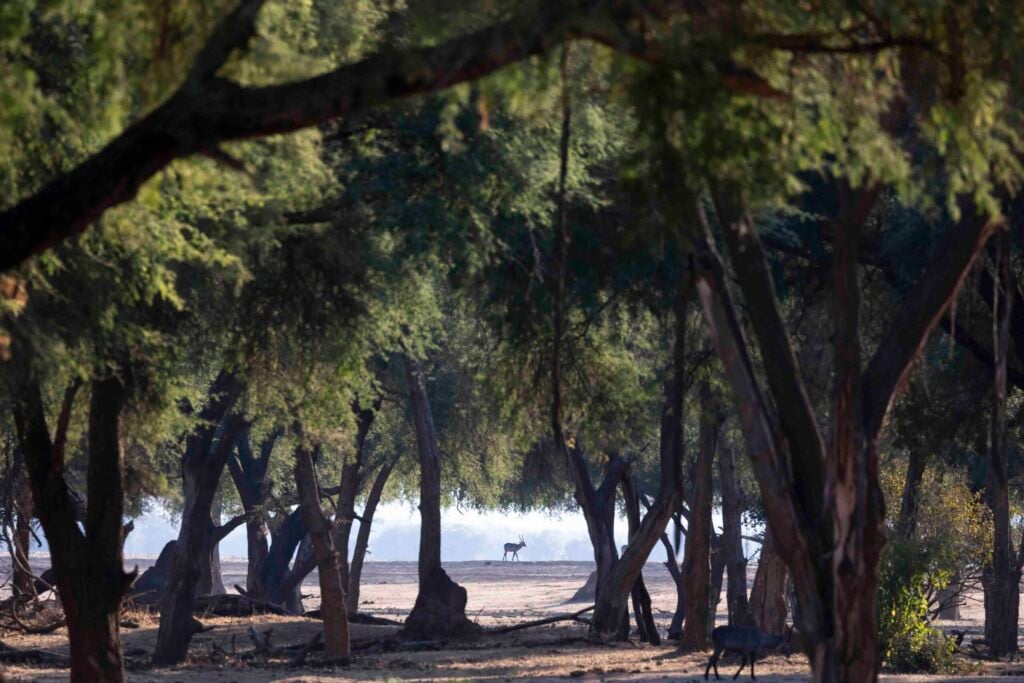 a landscape photo taken by a private guide while hosting a wild eye photo safari in the lower zambezi