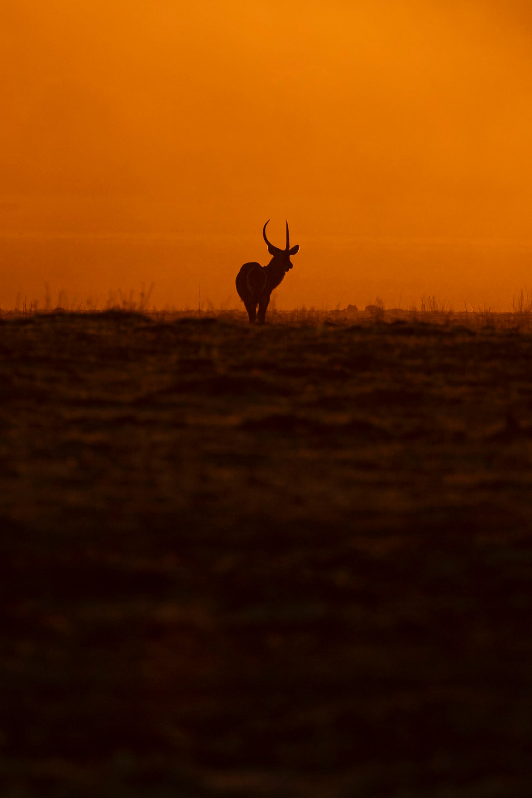 an image of a waterbuck taken by a private guide while hosting a wild eye photo safari in the lower zambezi