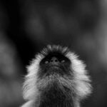an image of a monkey taken by a private guide while hosting a wild eye photo safari in india