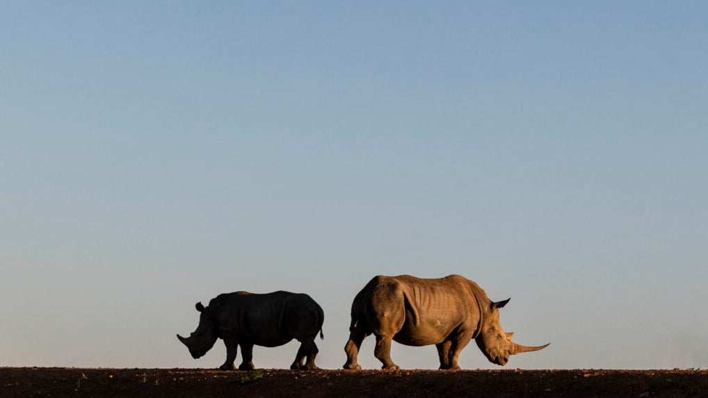 An image of two wild white rhinos taken by a private guide in madikwe, south africa