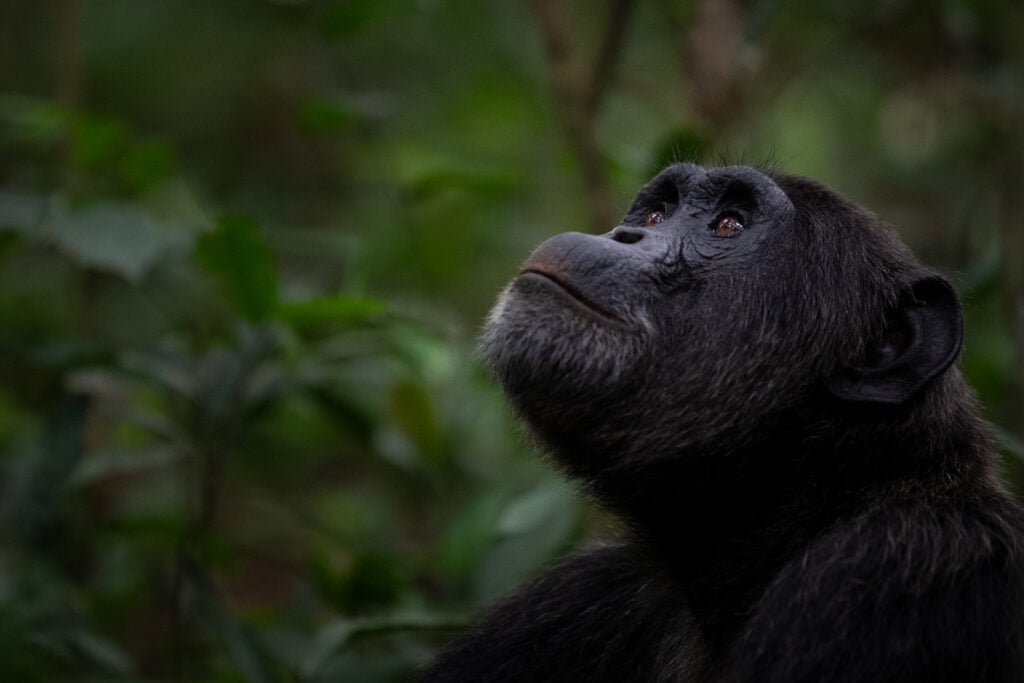 a photo of a chimpanzee taken by a private guide while hosting a wild eye photo tour in uganda