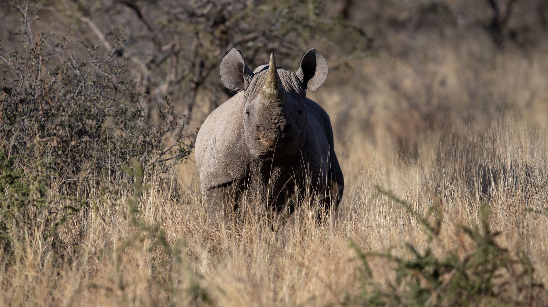 an image of a black rhino taken by a private guide while hosting a wild eye photo safari in khamab kalahari
