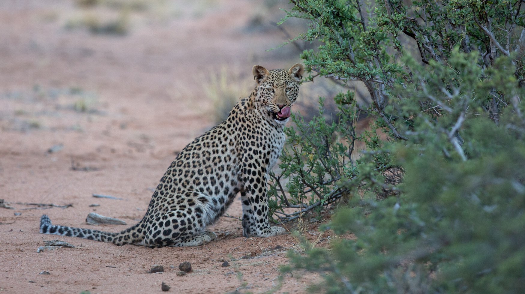 an image of a leopard taken by a private guide while hosting a wild eye photo safari in khamab kalahari