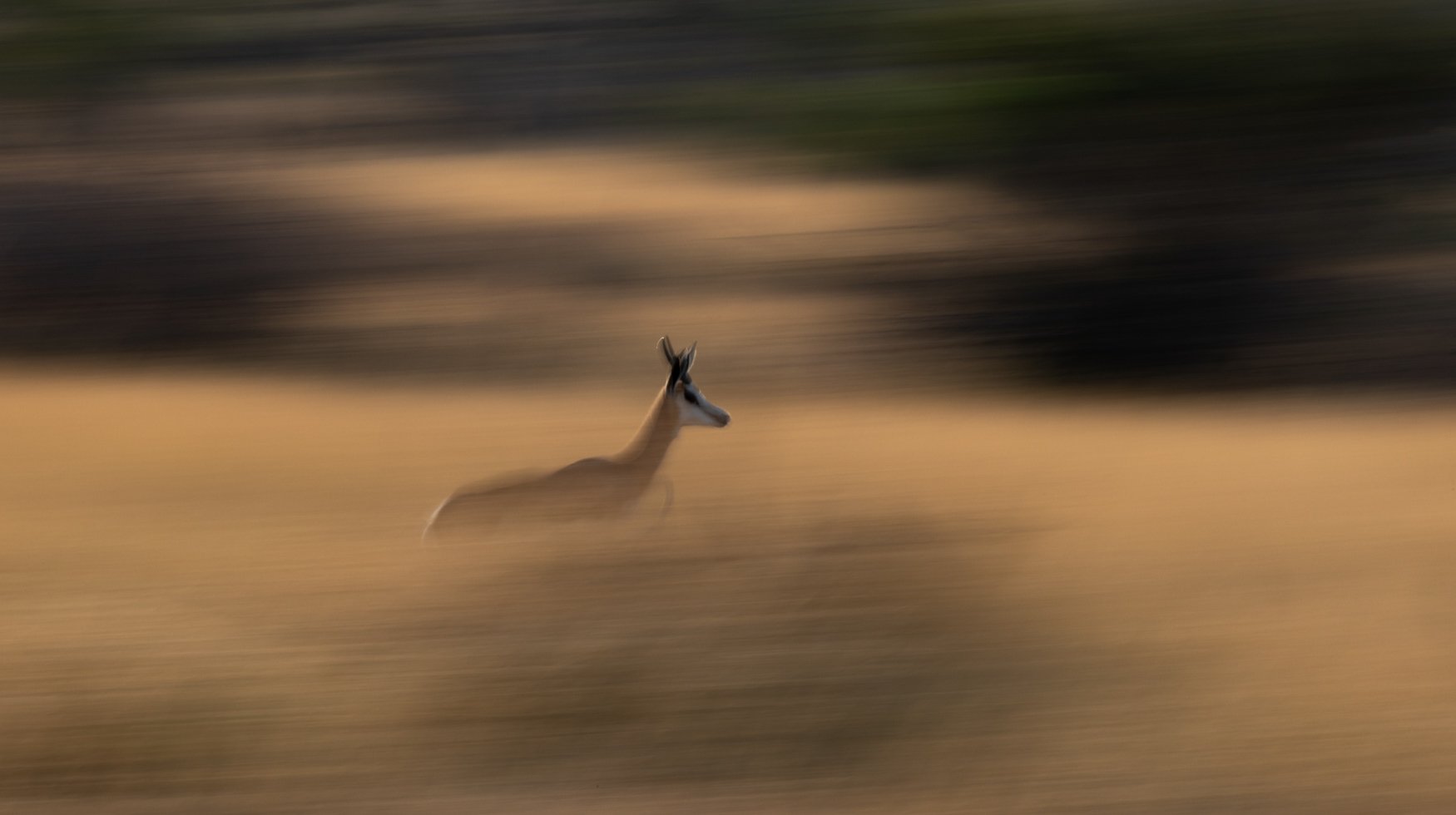 an image of a antelope taken by a private guide while hosting a wild eye photo safari in khamab in kalahari