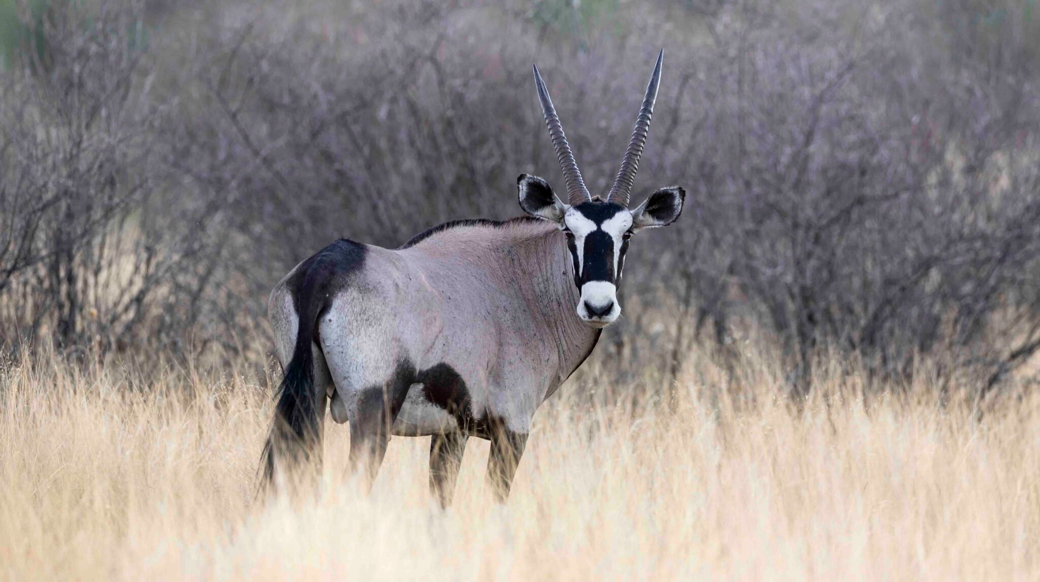 an image of an oryx taken by a private guide while hosting a wild eye photo safari in khamab kalahari
