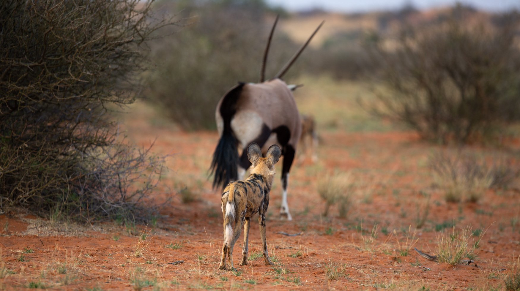 an image of a wild dog and an oryx taken by a private guide while hosting a wild eye photo safari in khamab in the kalahari