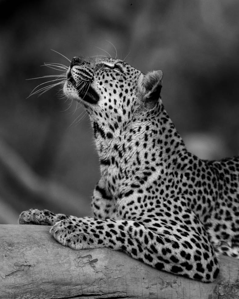 A photograph of a leopard taken by a private guide in South Luangwa