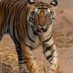 A wild tiger photographed in india by a private guide on a photo tour
