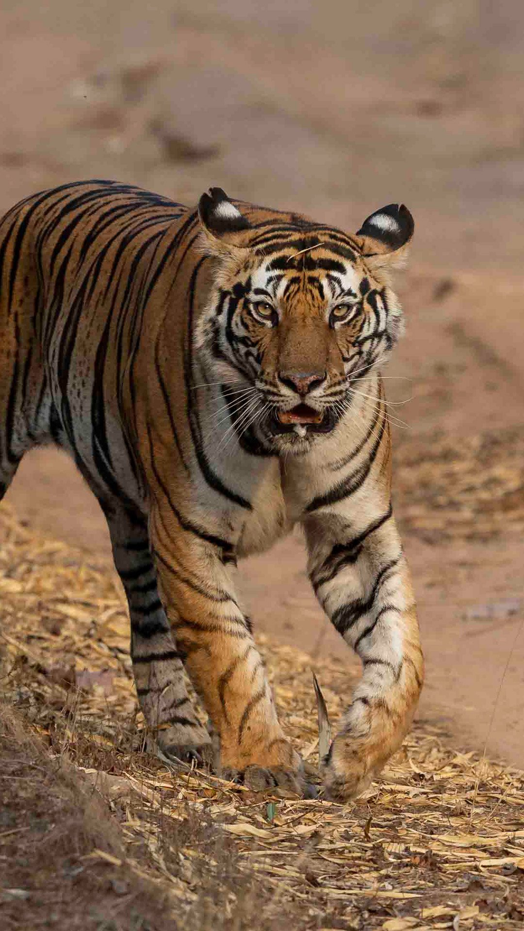 A wild tiger photographed in india by a private guide on a photo tour