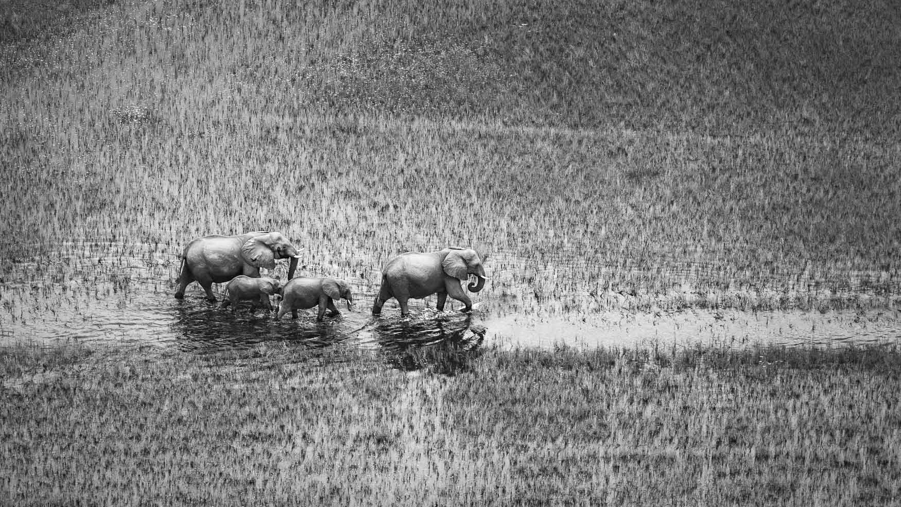 An image of elephants walking through the water in the okavango delta on a photo tour
