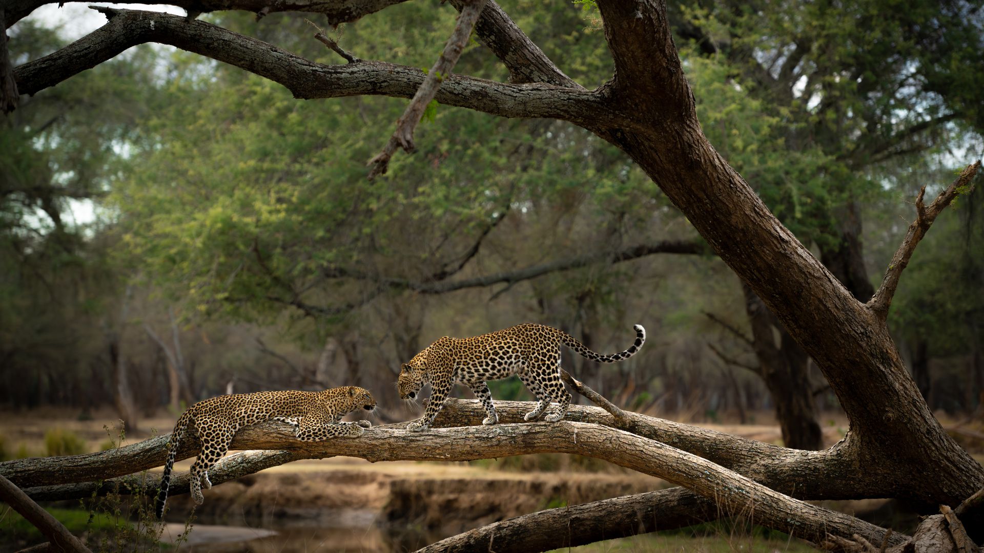 A couple of leopards on a fallen over tree in Zambia's Lower Zambezi National Park