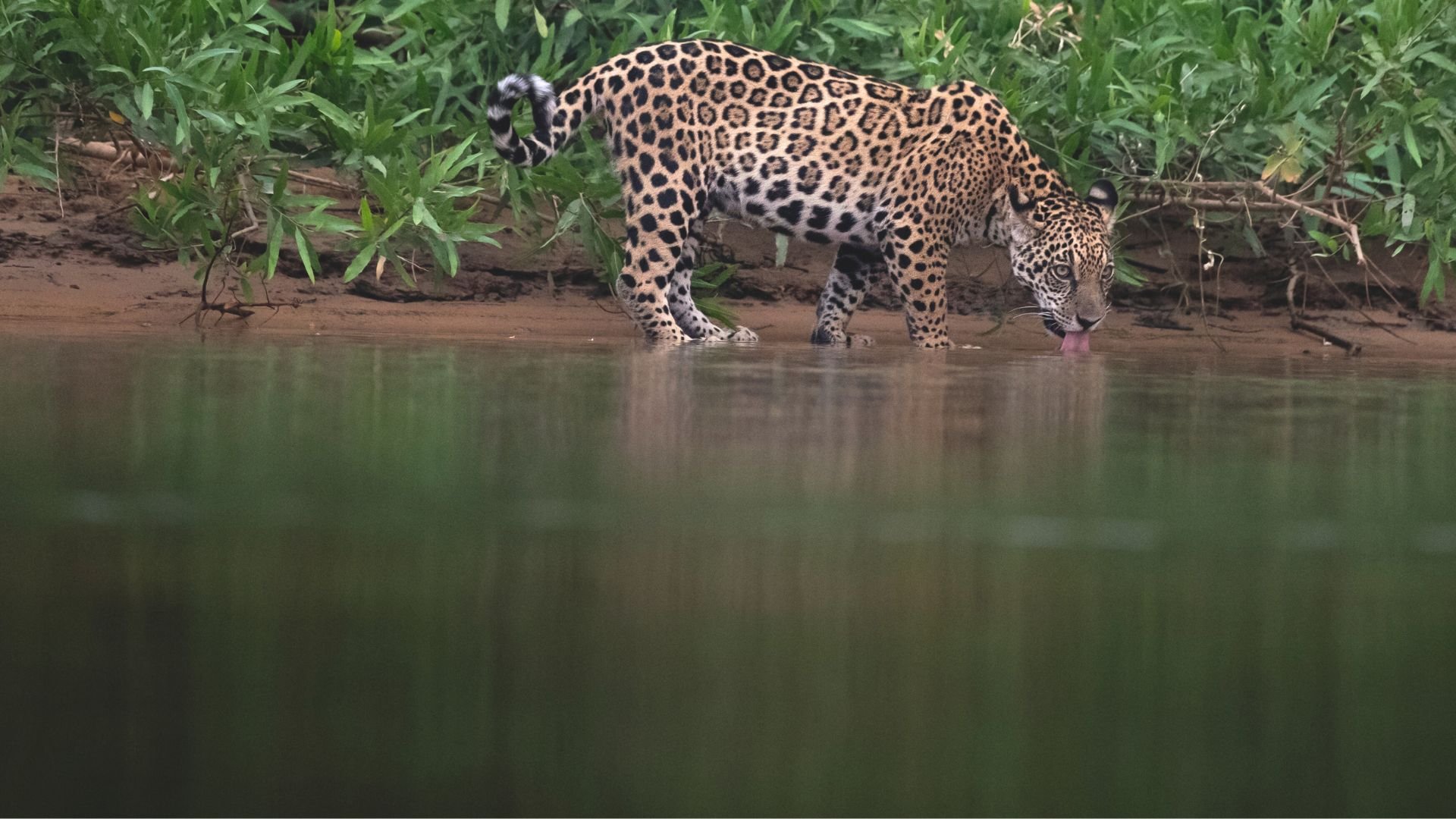 A jaguar walks on the banks of a river in the brazlian Pantanal on our jaguars of the pantanal photo tour
