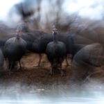 A photo of guinefowl taken by one of our photographic guide on a photo safari