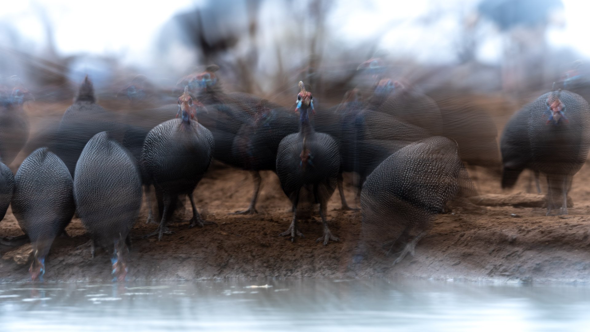 A photo of guinefowl taken by one of our photographic guide on a photo safari